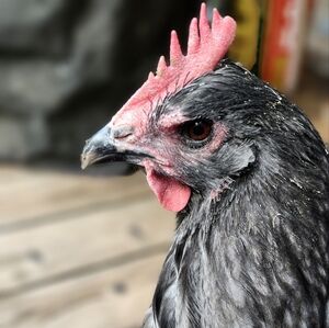 Meet your Posher, Alex